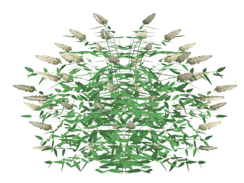 Buddleja Butterfly Bush White 3D Model