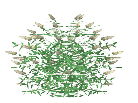 Buddleja Butterfly Bush White Modelo 3D