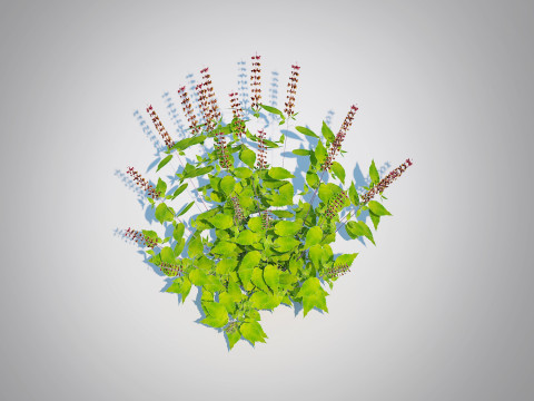 Ocimum tenuiflorum-Holy Basil 3D 模型