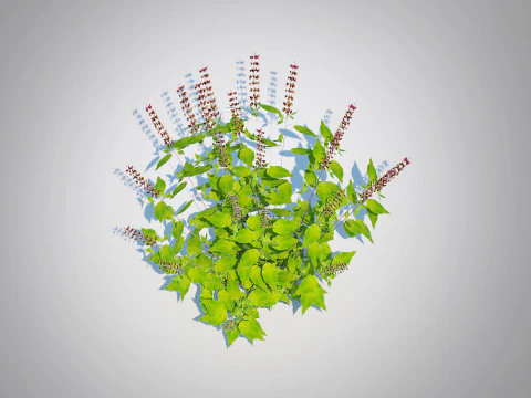 Ocimum tenuiflorum-Manjeric&atilde;o Sagrado Modelo 3D