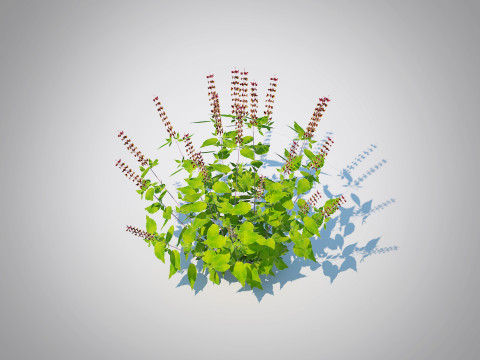 Ocimum tenuiflorum-Holy Basil 3D 模型
