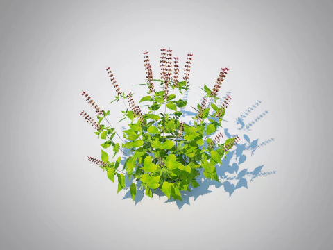 Ocimum tenuiflorum-Holy Basil 3D Model