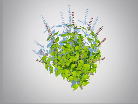 Ocimum tenuiflorum-Holy Basil 3D 模型