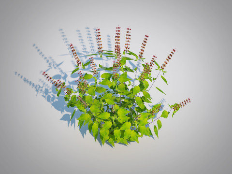 Ocimum tenuiflorum-Holy Basil 3D 模型