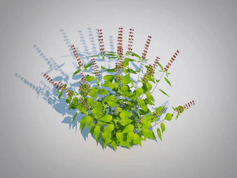 Ocimum tenuiflorum-Holy Basil 3D Model