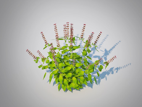 Ocimum tenuiflorum-Holy Basil 3D 模型