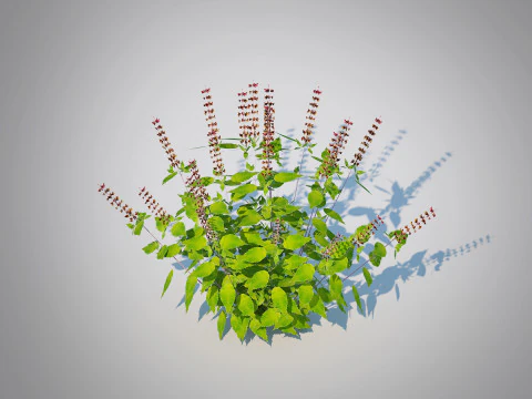 Ocimum tenuiflorum-Holy Basil 3D Model