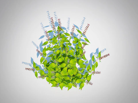 Ocimum tenuiflorum-Holy Basil 3D Model