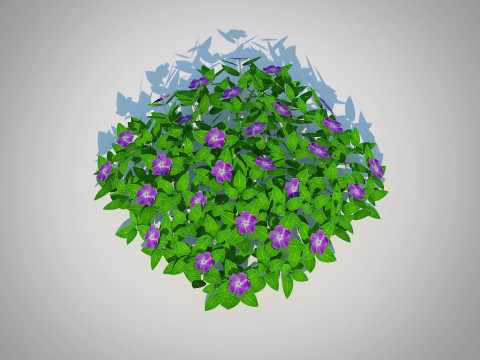 Vinca - Periwinkle Groundcover 3D Model
