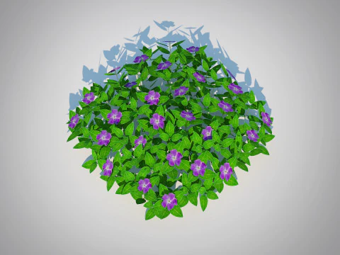 Vinca - Pervinca tappezzante Modello 3D