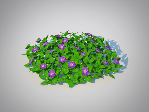Vinca - Periwinkle Groundcover 3D Model