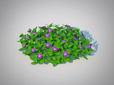Vinca - Periwinkle Groundcover 3D Model