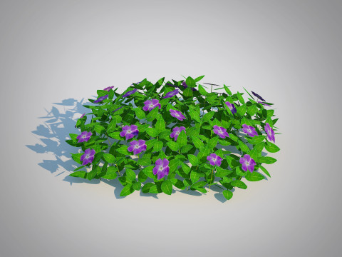 Vinca - Periwinkle Groundcover 3D Model