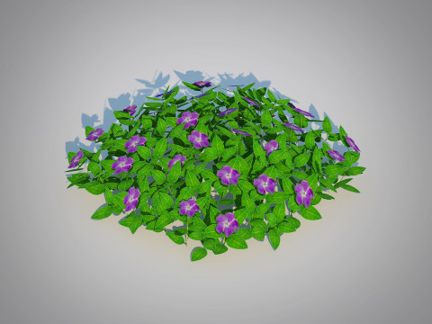 Vinca - Periwinkle Groundcover 3D Model