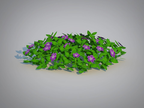 Vinca - Periwinkle Groundcover 3D Model