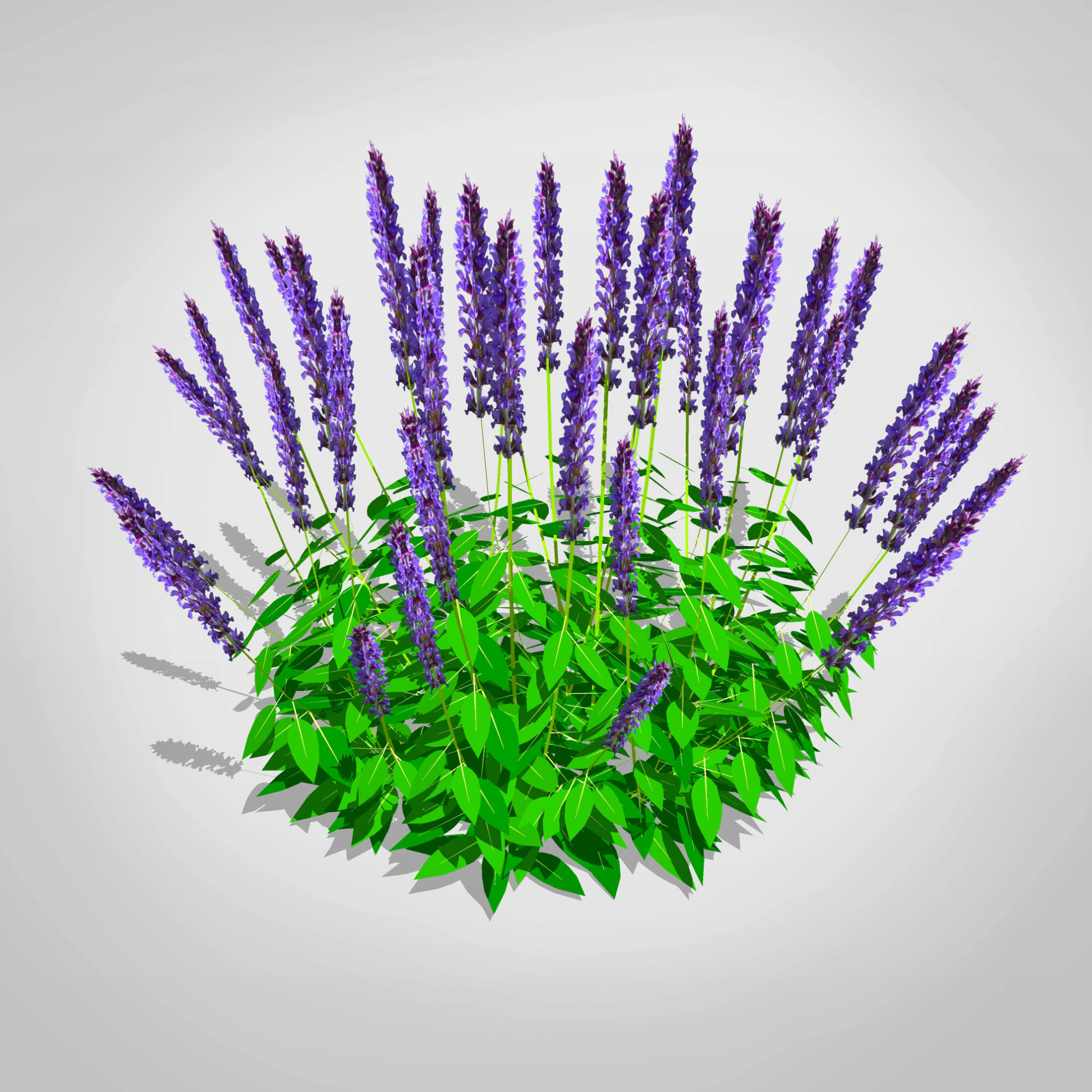 Salvia 3D Modell .c4d .max .obj .3ds .fbx .stl .blend 