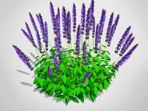 Salvia 3D Model