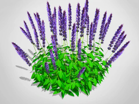 Sálvia Modelo 3D