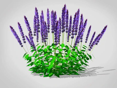 Salvia 3D Modell