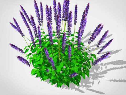 Salvia 3D Model