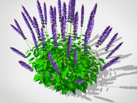 Salvia 3D Modell