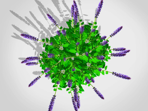 Salvia 3D Model