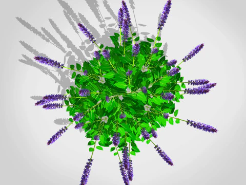 Salvia 3D Modell
