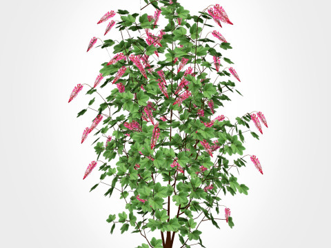 Ribes sanguineum-Flowering Currant 3D Model