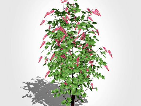 Ribes sanguineum-Flowering Currant 3D मॉडल