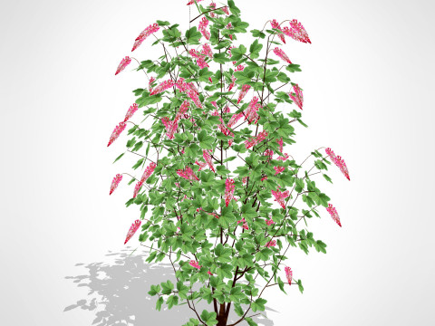 Ribes sanguineum-Flowering Currant 3D मॉडल