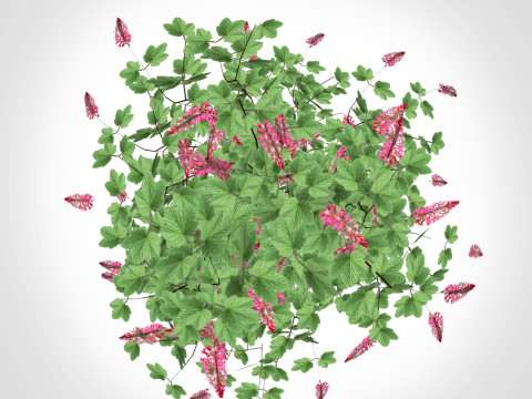 Ribes sanguineum-Flowering Currant 3D मॉडल