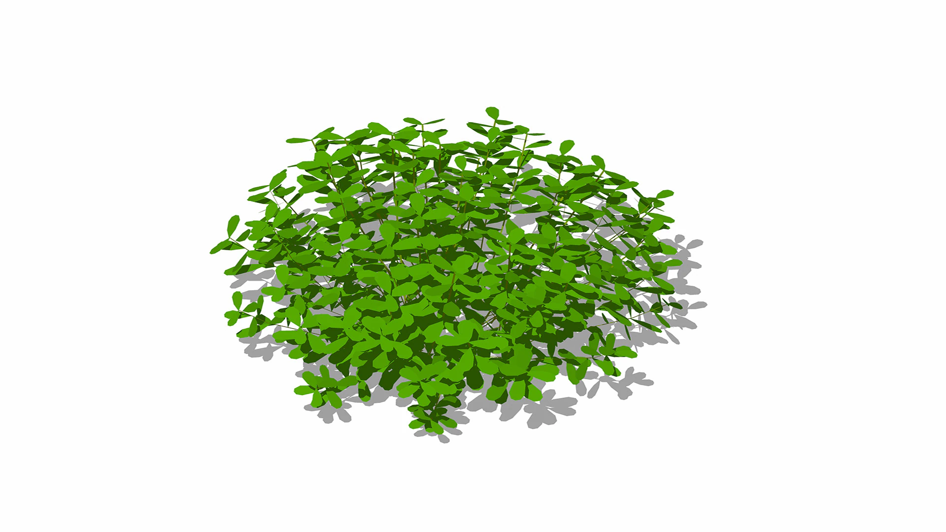 Pittosporum 3D Model .c4d .max .obj .3ds .fbx .stl .blend 