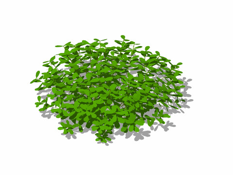 Pittosporum 3D Model