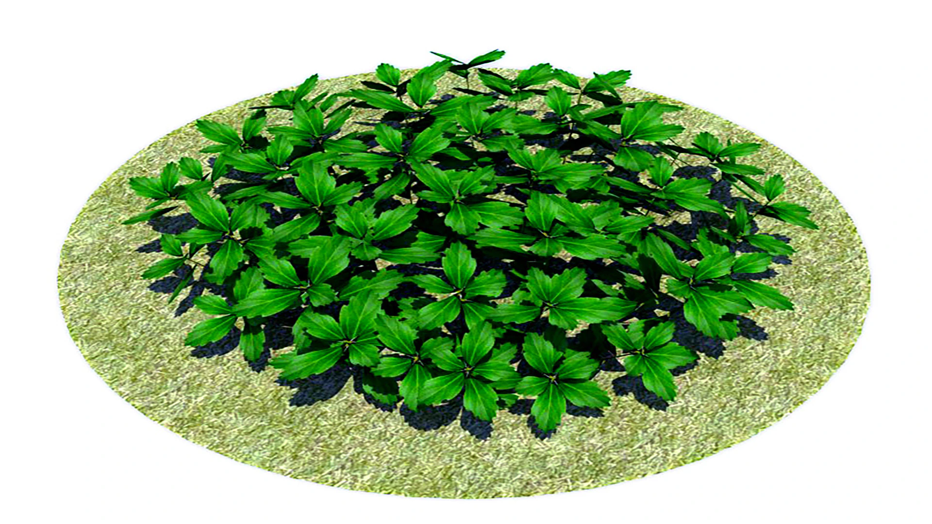 Pachysandra-Japanese Spurge 3D Model .c4d .max .obj .3ds .fbx .stl .blend