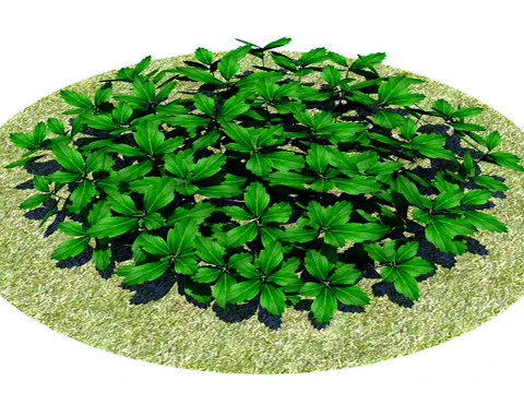 Pachysandra-Euforbia giapponese Modello 3D