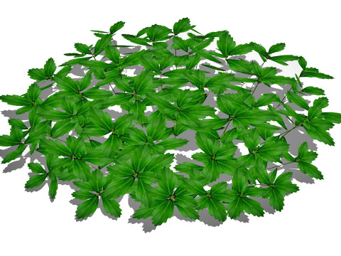 Pachysandra-Japanese Spurge 3D Model