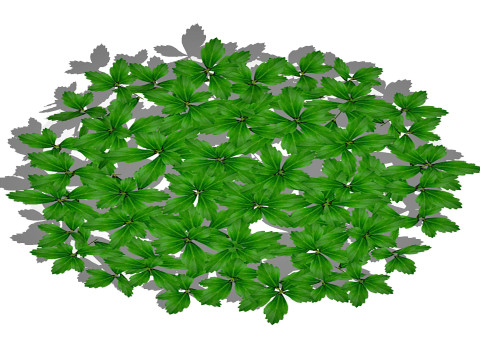 Pachysandra-Japanese Spurge 3D Model