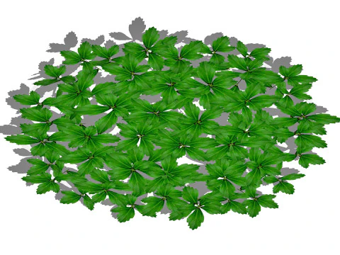 Pachysandra-Japanese Spurge 3D Model