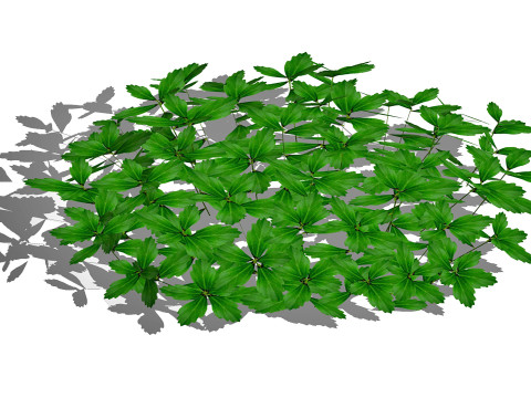 Pachysandra-Japanese Spurge 3D Model