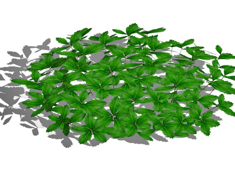 Pachysandra-Japanese Spurge 3D Model