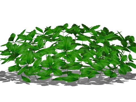 Pachysandra-Japanese Spurge 3D Model