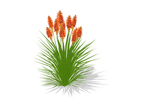 Kniphofia uvaria 3D Модель