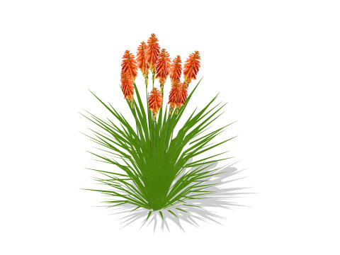 Kniphofia uvaria 3D Модель