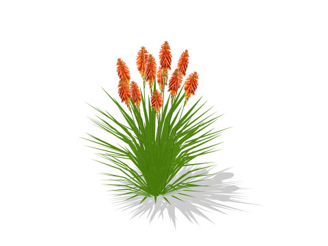 Kniphofia uvaria 3D Модель