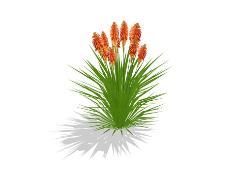Kniphofia uvaria 3D Модель