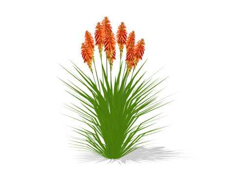 Kniphofia uvaria 3D Модель