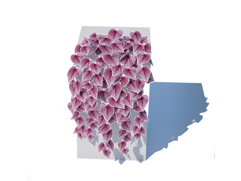 Ipomoea-Sweet Potato Vine 3D 模型
