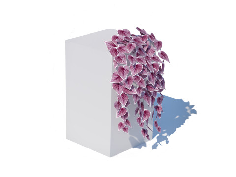 Ipomoea-Sweet Potato Vine 3D 模型