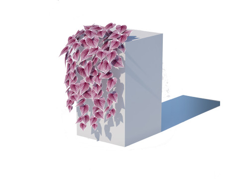 Ipomoea-Sweet Potato Vine 3D 模型