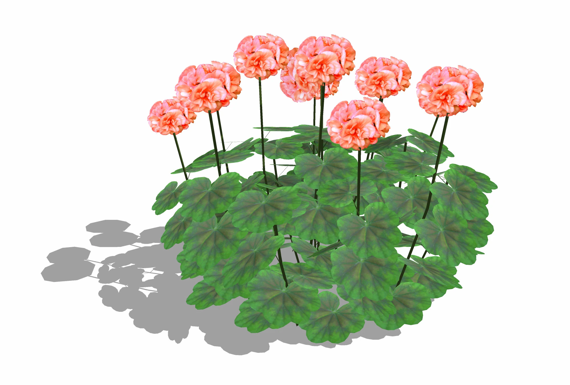 Pelargonium-Geranium-Orange 3D Model .c4d .max .obj .3ds .fbx .stl .blend 